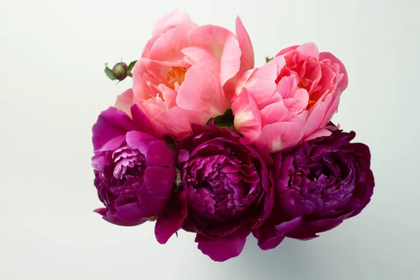 Peônias rosa claras e escuras em um vaso no fundo branco — Fotografia de Stock