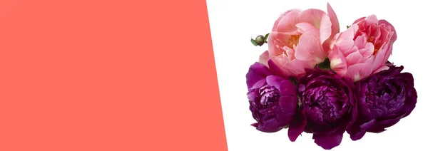 Peônias rosa claras e escuras. Banner de fundo de coral branco e vivo. Pantone cor do ano 2019 . — Fotografia de Stock