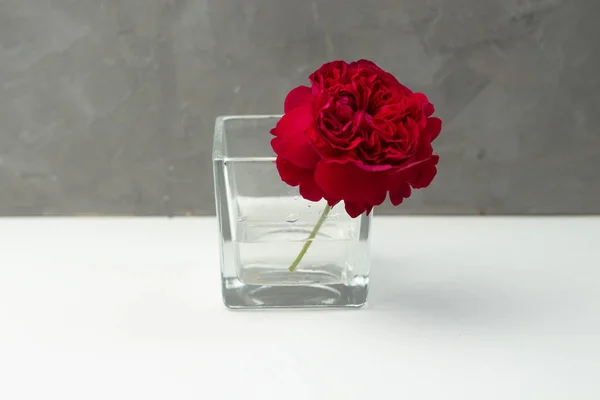 Rosas de jardim vermelho único em vasos de vidro decoração de casamento no fundo cinza — Fotografia de Stock