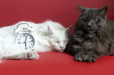 Mavi ve beyaz Maine Coon kedilerinin portresi. Beyaz kedi beyaz çalar saatin yanında uyuyor. Mavi kedi arkadaşının yanında oturuyor. Kırmızı arka plan.