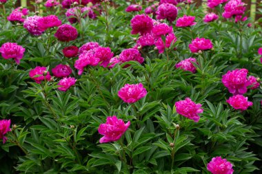 Bahçede pembe çiçeklerile güzel bir çiçek açan şakayık çalı. yatay yönlendirme