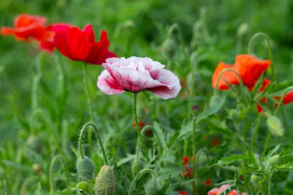 Red and pink poppies on green field — Stock Photo, Image