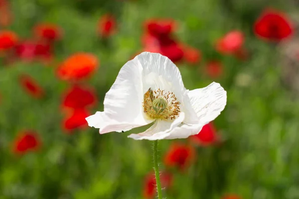 White poppy flower, closeup shot, in front of a field of red poppies. Concept difference