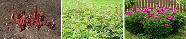 three stages of peony development: sprout, budding, bloom