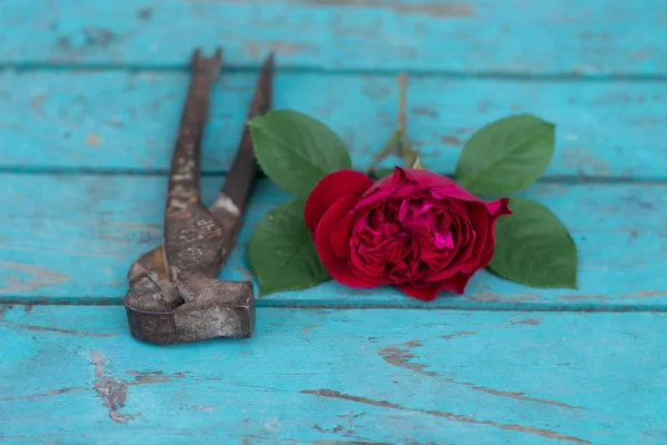 Rosa flor e corrente de metal enferrujado. O conceito de diferenças de incompatibilidade . — Fotografia de Stock