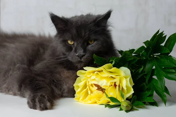 Šedý Maine-kočka odpočívá u nádherné žluté Peony na bílém stole — Stock fotografie