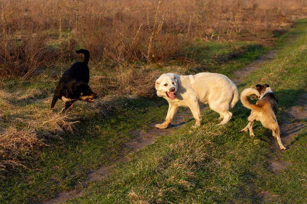 犬と戦う 犬は別の犬を噛む。攻撃的な犬。アラベイと野良犬との戦い. — ストック写真