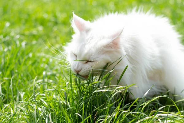 Bílá krásná načechraná maine mýval kočka jíst čerstvé zelené trávy s legrační emoce. Péče o zvířata, Přírodní krmivo a vitamíny pro domácí mazlíčky. — Stock fotografie