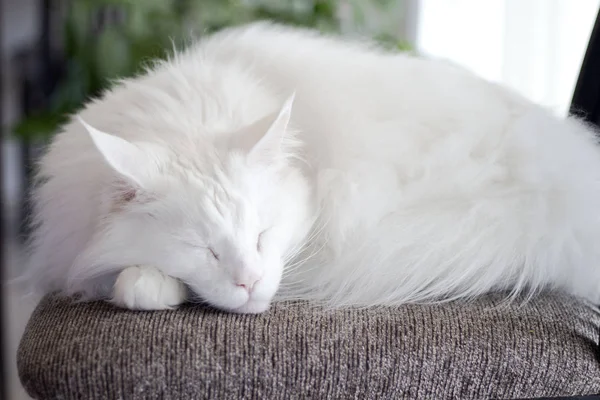 Big white maine coon cat sleeps curled up on a chair — стоковое фото