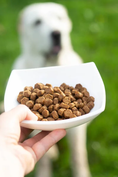 A woman gives her dogs alabai dry food in a white plate. Food close up on the background of a dog out of focus. The concept of healthy food for dogs.