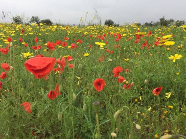 Yaz peyzaj alanı ve haşhaş çiçekleri ve mavi gökyüzü ile