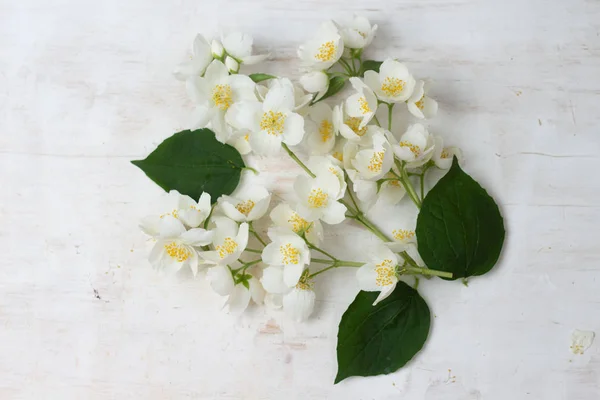 Ramitas de jazmín en flor sobre un fondo de madera blanca. Piso tendido, vista superior . — Foto de Stock