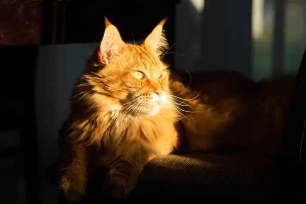 Red Maine Coon chat est assis sur une chaise dans les rayons du soleil couchant. Le rayon de soleil illumine le visage. Gros plan . — Photo