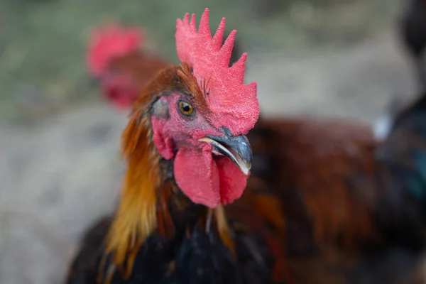 Primer plano de cobre negro Marans gallo con cresta roja —  Fotos de Stock