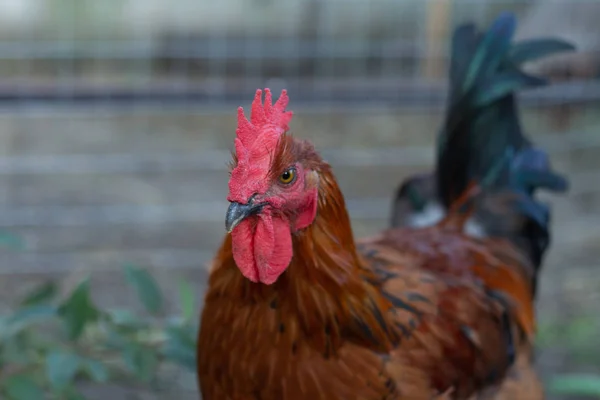 Primer plano de cobre negro Marans gallo con cresta roja —  Fotos de Stock