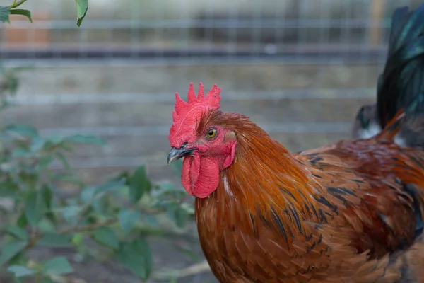 Primer plano de cobre negro Marans gallo con cresta roja —  Fotos de Stock