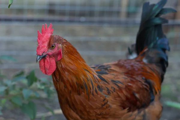 Primer plano de cobre negro Marans gallo con cresta roja —  Fotos de Stock