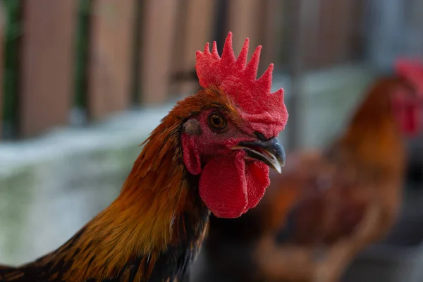 Närbild svart koppar Marans Rooster med Red Crest — Stockfoto