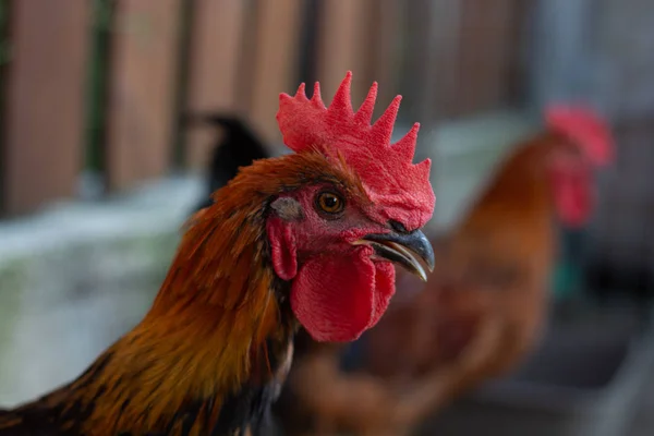 Närbild svart koppar Marans Rooster med Red Crest — Stockfoto