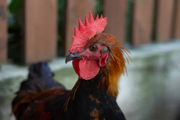 Närbild svart koppar Marans Rooster med Red Crest — Stockfoto