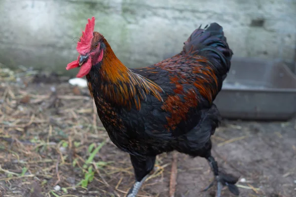 Hermosos gallos de cobre negro Marans en el gallinero. Adulto hermoso gallo con plumas de colores caminando por el suelo en un gallinero . —  Fotos de Stock