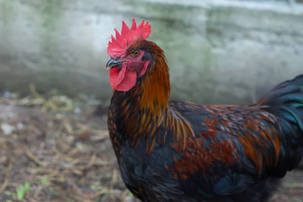 Hermosos gallos de cobre negro Marans en el gallinero. Adulto hermoso gallo con plumas de colores caminando por el suelo en un gallinero . —  Fotos de Stock