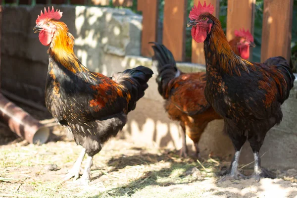 Hermosos gallos de cobre negro Marans en el gallinero. Adulto hermoso gallo con plumas de colores caminando por el suelo en un gallinero . —  Fotos de Stock