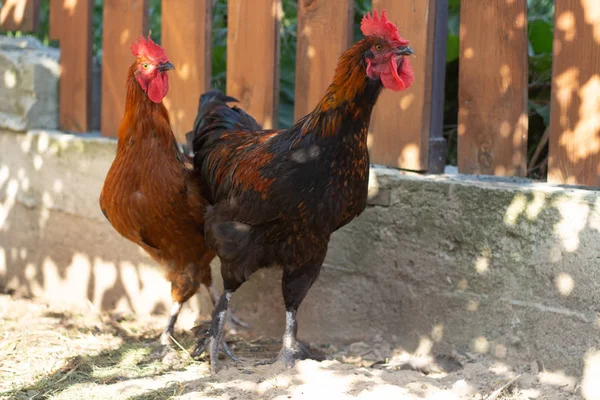 Hermosos gallos de cobre negro Marans en el gallinero. Adulto hermoso gallo con plumas de colores caminando por el suelo en un gallinero . —  Fotos de Stock