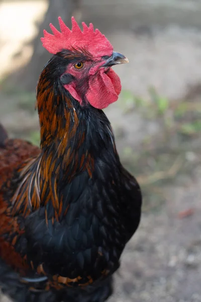 Closeup black copper Marans rooster with red crest Royalty Free Stock Photos