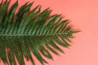 Genç ve eski eğrelti otu yaprakları pembe arka plan üzerinde izole