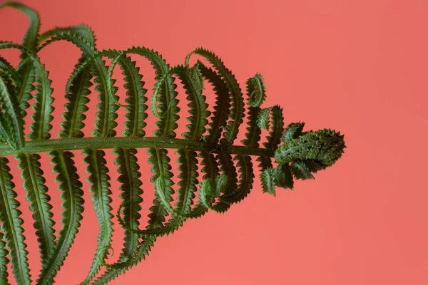 Jovens e velhas folhas de samambaia isoladas em fundo rosa — Fotografia de Stock