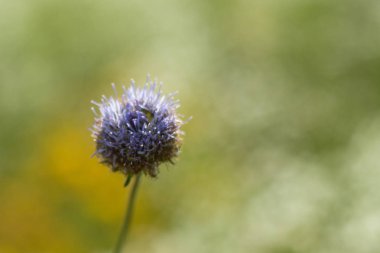yeşil bir çayır karşı yabani cornflower yakın çekim.