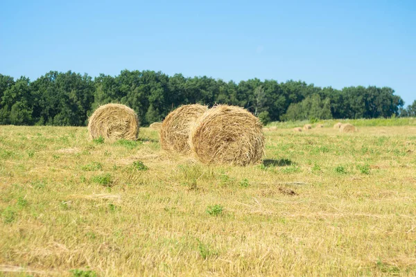 Haystack harvest agriculture field landscape. Agriculture field haystack view. Haystack field panorama.