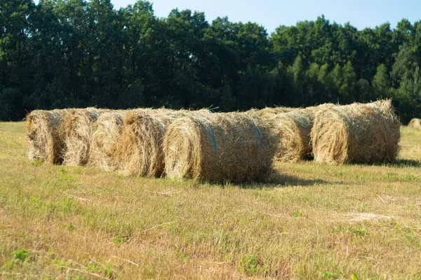 Haystack harvest agriculture field landscape. Agriculture field haystack view. Haystack field panorama.