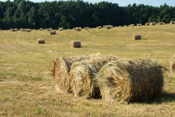 Сельскохозяйственный ландшафт. Вид на стог сена. Панорама поля Haystack . — стоковое фото