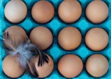 Koruyucu mavi kutuda taze kahverengi tavuk yumurtası, yumurtanın üstünde tavuk tüyü. Yerel organik ürünler.