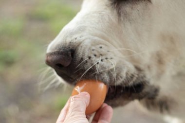 Alabai köpek koklar ve taze tavuk yumurtası yiyor. Siyah Kanin burnu yakın. Evcil hayvanlar için doğal beslenme. Taze ev yapımı yemekler.