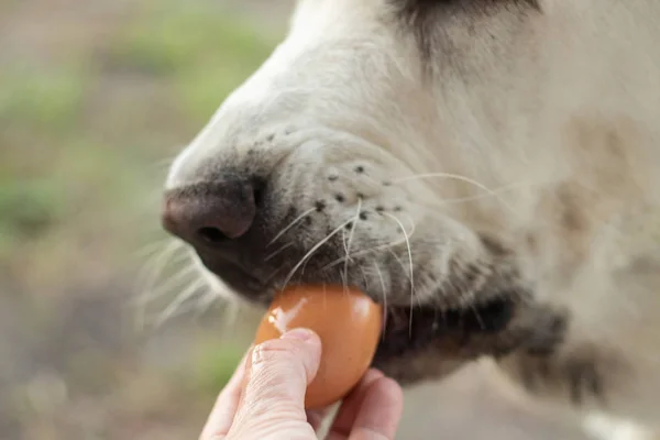 アラバアイ犬は、新鮮な鶏の卵を嗅ぎ、食べます。黒いイヌの鼻をクローズアップ。ペットのための自然な栄養。新鮮な自家製食品. — ストック写真