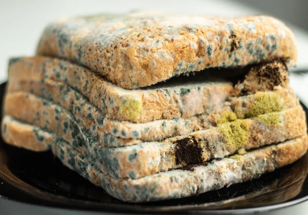 Mold grows quickly on moldy bread on a white background. Scientists turn a mushroom found on bread into an antiviral chemical. Moldy Refined Yeast Bread. Never eat the moldy bread.