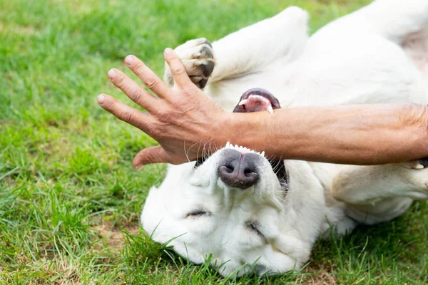 一只快乐美丽微笑的阿拉拜狗在春天散步时被一只手抚摸在自然背景上. — 图库照片