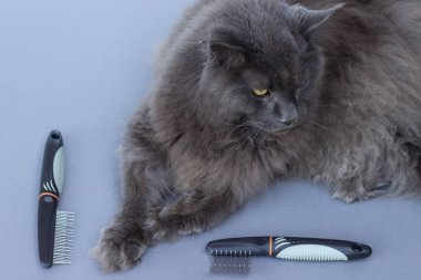 Maine Coon kedisi tımar için hazır. Bakım araçları.