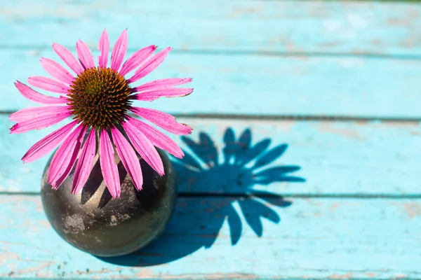 A beautiful single coneflower in copper Vase Casts dark Shadow on blue wooden table