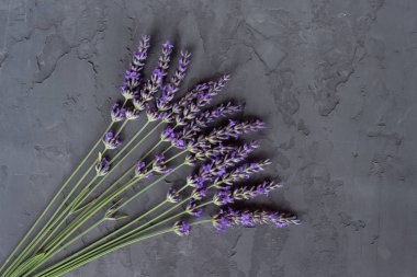 Bir kopya alanı ile gri bir çimento arka plan üzerinde Blooming lavanta