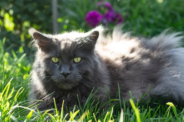 Grande cinza maine casulo gato que coloca na grama — Fotografia de Stock