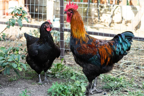 Un gallo colorido con su pollo negro en un paseo por el jardín. Gallo y pollo de raza Maran . —  Fotos de Stock