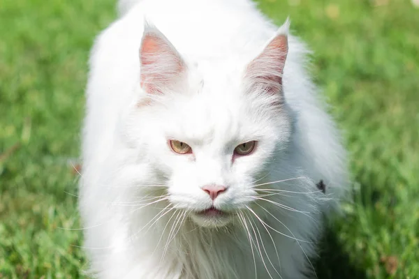 Blanc maine coon chat chasse portrait de près sur fond vert d'été — Photo