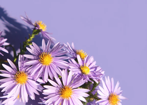 The little purple asters on a purple background. Bouquet of autumn flowers.