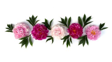 Beyaz arka planda pembe şakayık çiçeğinin çiçek çerçevesi. Düz yerde, üst tarafta. Şakayık çiçek dokusu.