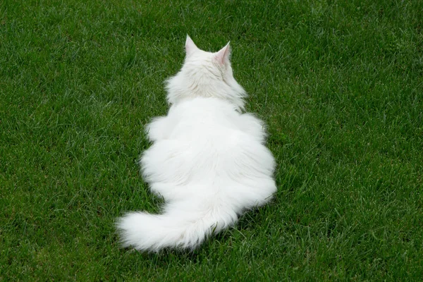 Gato Branco Jaz Costas Para Câmera Gramado Verde Jardim Vista — Fotografia de Stock
