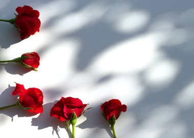 Beyaz arka planda kırmızı gül çiçekleriyle yapılmış yaratıcı bir düzen. Düz yatıyordu. Işıklı ve sert gölgeli yaz konsepti.